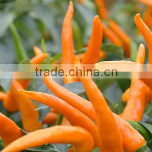 Hot Sale Hybrid Orange Colour Chili Pepper Seeds-Jin Guan thumbnail-1