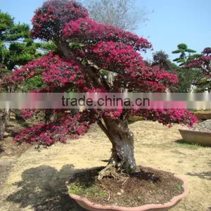 Red Flower Loropetalum Chinense for Ornamental Outdoor Landscaping Beautiful Bonsai Plants thumbnail-4