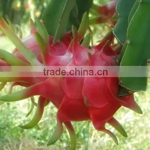 Frozen White or Red Dragon Fruit thumbnail-3