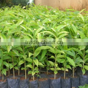 Vietnam Pure/impure Agarwood Oil/Aquilaria Oil/oud Oil thumbnail-3