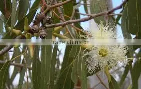 EUCALYPTUS GLOBULUS OIL 60% thumbnail-3