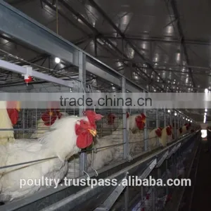 Poultry Equipments thumbnail-6