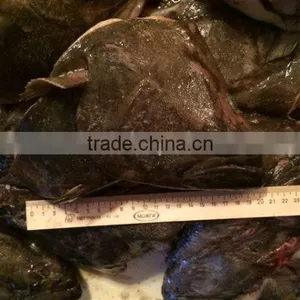 Greenland Halibut Fish Head thumbnail-4