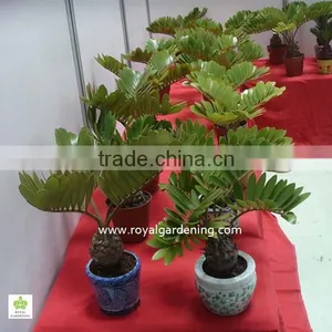Zamia Furfuracea Bonsai Dia 8-20cm thumbnail-2