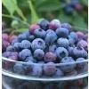Sweetberry Powder thumbnail-1