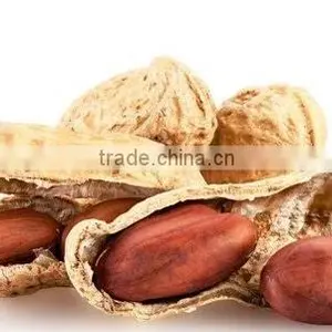 Bold Peanut Suppliers thumbnail-1