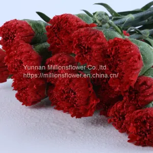 China Flower Fresh Cut Carnations Flower Mother′s Day Gift Wholesale thumbnail-5