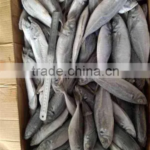 Sell Horse Mackerel thumbnail-3