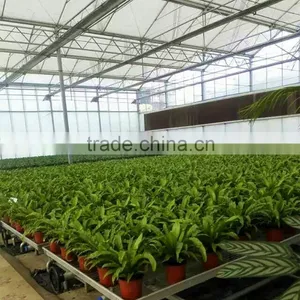 20 Years Manufacturer of Greenhouses thumbnail-1