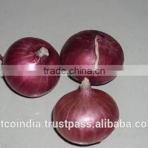 ONION thumbnail-2