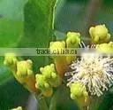 Clove Bud Oleoresin thumbnail-1