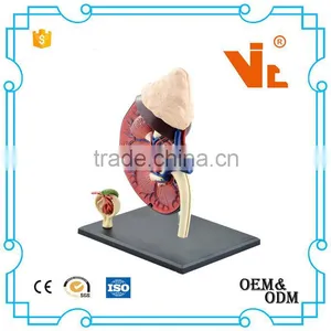 V-HM05 4D MASTER Human Kidney Structure Model thumbnail-1