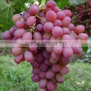 Crimson Seedless Grape thumbnail-1