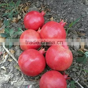 Fresh Pomegranate Sweet and Red Fruits thumbnail-1