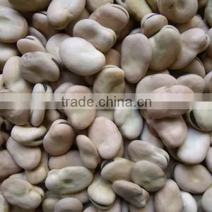 Big Size Dry Broad Beans Price thumbnail-4