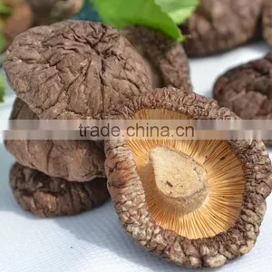 Hot Sale Log White Flower Mushroom / Dry Shiitake /hot Sale Dried Mushroom thumbnail-3