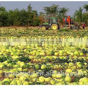 Wholesale Red Melon Seeds With Big Size Natural Color thumbnail-6
