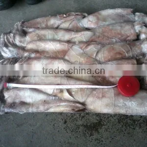 Frozen WR Squid( Todarodes Pacificus)100-150g thumbnail-1