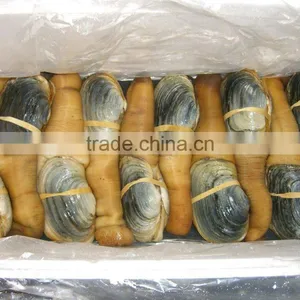 Geoduck Clams thumbnail-5