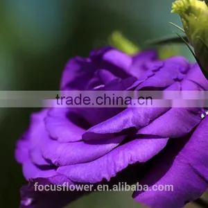 2017 Popular Top Sell Artificial Purple Eustoma Flower thumbnail-2