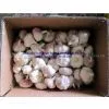 Fresh Garlic thumbnail-1