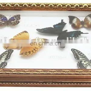 2015 New Real Butterfly Gift Picture Frame for Art Collection or Home Decoratons thumbnail-4