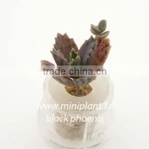 Pet Plant, Mini Plant, Miniplant thumbnail-2