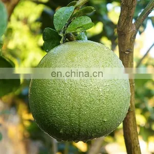VIETNAM SWEET GREEN SKIN POMELO - HIGH QUALITY, GOOD PRICE thumbnail-1