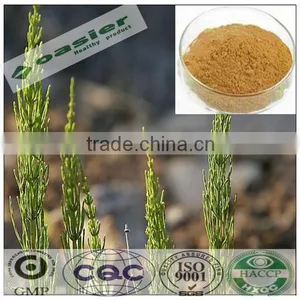 Natural GMP Hot Sale UV Pharmaceutical Grade Horsetail Extract thumbnail-1