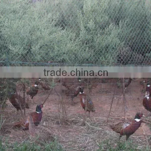 Poultry Netting Fence thumbnail-1