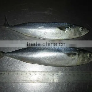 Scomber Japonicus thumbnail-1