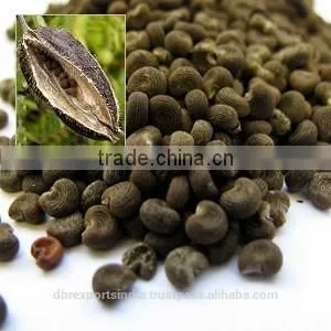 Ambrette Seed Oil / Hibiscus Abelmoschus Oil thumbnail-1