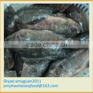 Frozen Whole Round Tilapia thumbnail-1