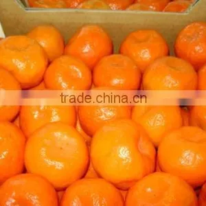Fresh Orange thumbnail-1