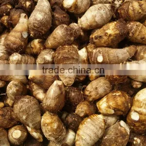 Rice Reaper Taro thumbnail-2