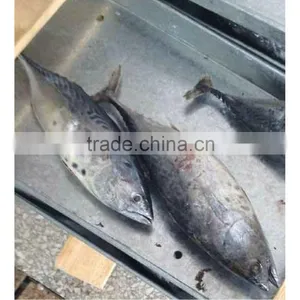 Big Size Fresh Bonito Wholesale Good Quality thumbnail-1