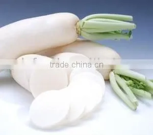 China White Radish thumbnail-1
