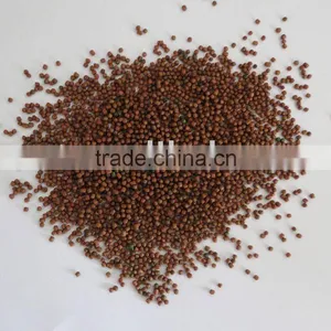 Fish Food for Goldfish thumbnail-1