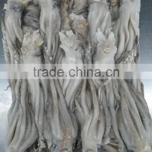 Frozen Squid Head Much Stock in Factory Price in China thumbnail-3