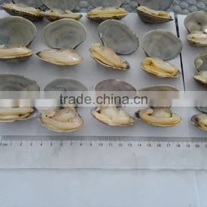 Frozen Vacuum Packed Cooked Short Necked Clam thumbnail-3