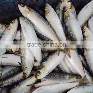 Frozen Canned Bait Sardine thumbnail-2