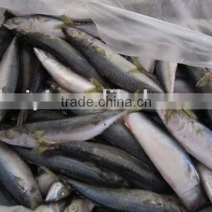 New Arrival 6-8pcs Frozen Mackerel thumbnail-1
