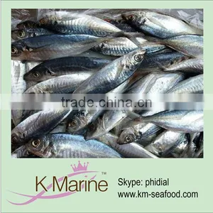 Frozen Fresh Fish Pacific Horse Mackerel thumbnail-1