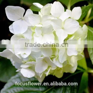 Cheap and Good Quality Decorative Fresh Cut Flowers Hydrangea for Wedding thumbnail-4