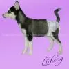 Cute Pet Diapers thumbnail-1