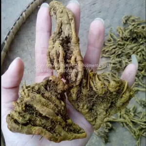 Supply Chinese Herbal Medicine Rhizoma Coptidis and Chicken Feet With Rhizoma Coptidis. thumbnail-2