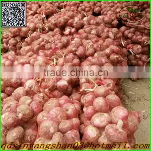 Fresh Red Onion Mesh Bag Packed -(website:qdxinyangshan03) thumbnail-5