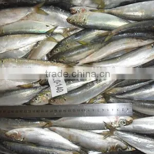 Land Frozen Whole Price Frozen Sardine for Biat From China 120 -140 Pcs thumbnail-1