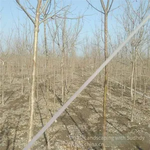 Price of 12 - Centimeter Chionanthus Retusus, Cheap, Guaranteed to Survive thumbnail-2