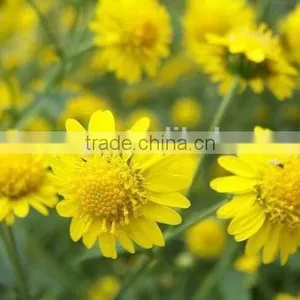Golden Camomile , Anthemis Tinctoria Linn.,flower Seed,herb Seed,vegetalbe Seed,fruit Seed,grass Seed thumbnail-3